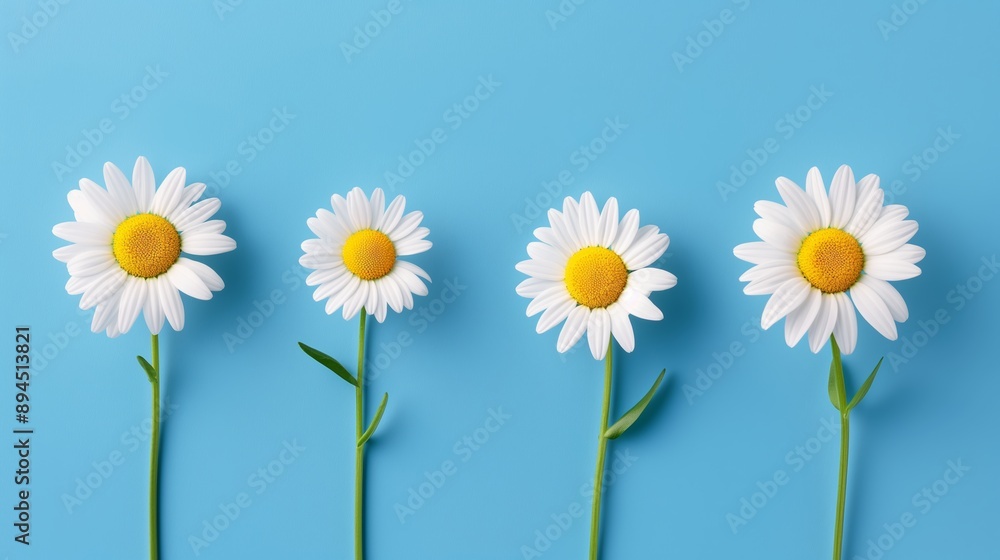 Poster four white daisies are arranged in a row on a blue background. the flowers are all facing the same d