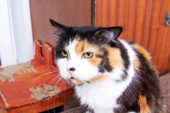 A calico cat with green eyes is gazing directly at the camera