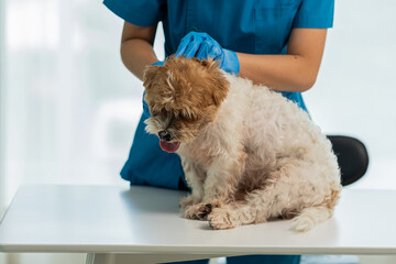 Young Asian veterinarian sits examining cute Shih Tzu dog with stethoscope in veterinary clinic, concept of health care and medicine for pets. A cute little dog examined at the veterinarian. In the cl