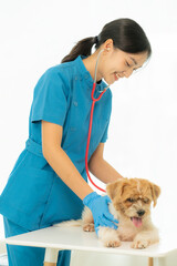 Young Asian veterinarian sits examining cute Shih Tzu dog with stethoscope in veterinary clinic, concept of health care and medicine for pets. A cute little dog examined at the veterinarian. In the cl