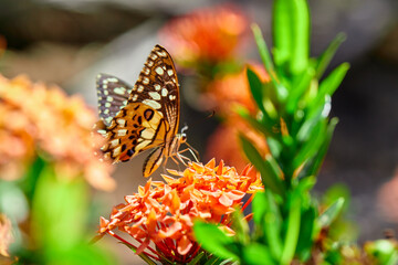 Close-up of butterfly pollinating on red flower