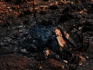 Dramatic landscape after forest fire