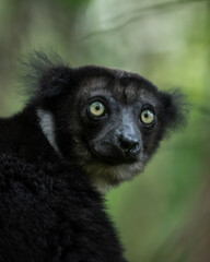Vertical portrait of the largest lemur in the world, the indri from Anamalazaotra national reserve, Madagascar 