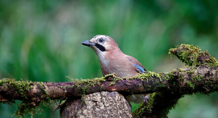 Eurasian jay feeding on nuts in the wood