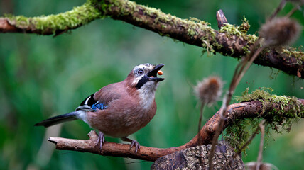 Eurasian jay feeding on nuts in the wood