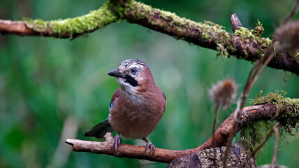 Eurasian jay feeding on nuts in the wood