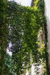 Fototapeta premium Ivy-Covered Building with Open Shutters