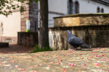 Obraz premium Pigeon on Stone Wall in Historic Strasbourg