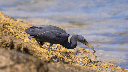 Pacific Reef Heron Hunts on a Crab