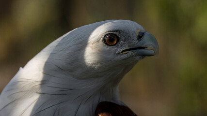 Close Up of a Brahminy Kite