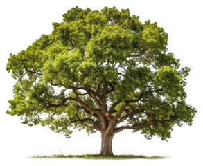 Obraz premium PNG Lush green tree isolated nature