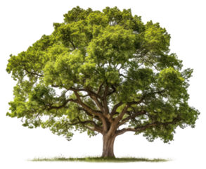 PNG  Lush green tree isolated nature