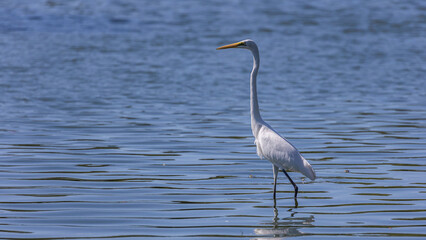 Great Egret in the Water