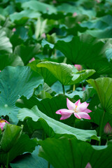 These are lotus flowers from a certain place in Kyoto, Japan.