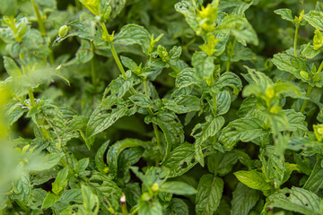 Holes on mint leaves. Plant pests © Svetlana