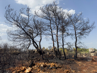 Forest Fire And Environmental Disaster