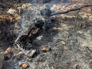 Forest Fire And Environmental Disaster