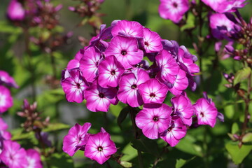 Fototapeta premium Sweden. Phlox paniculata is a species of flowering plant in the phlox family (Polemoniaceae). It is native to parts of the eastern and central United States. 