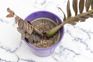 Zamioculcas Zamiifolia plant base rotten in a pot