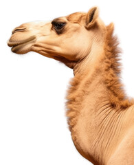 Obraz premium PNG Camel profile against blue background