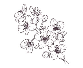 Sakura flower branch hand drawn black floral sketch. Cherry blossom japanese twigs line art. Spring botanical petal, leaves. Bloom asian plant vector illustration in outline style