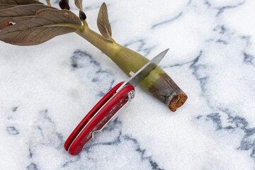 Cutting a Dead Plant Stem of Zamioculcas zamiifolia with Knife tp Remove the Dead part