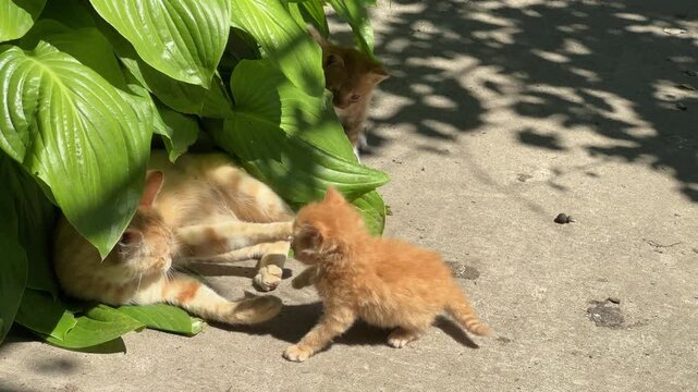 Ginger cat playing with her kittens among the green leaves
