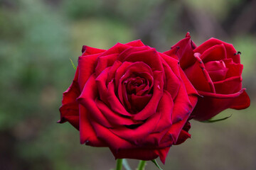 赤い薔薇