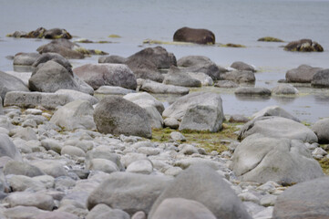 idyllischer Steinstrand auf Rügen Nähe Arkona - idyllic stone beach on Rügen near Arkona
