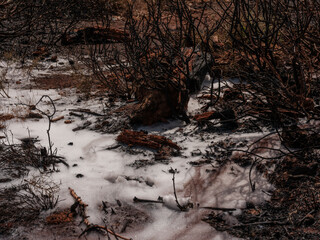 Forest fire and environmental disaster