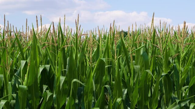 Field of ripening corn