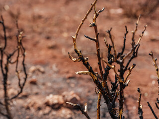 burned trees and dramatic landscape