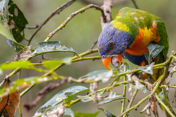 Close up of a Rainbow Lorikeet perched