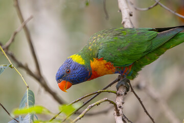 Close up of a Rainbow Lorikeet perched
