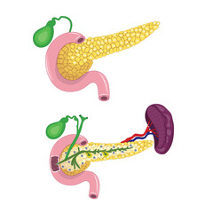 pancreas, gall bladder and spleen anatomy 