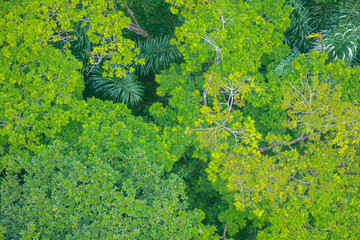 Tropical tree tops shot from a moving cable car in Sentosa, Singapore