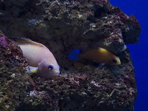 coral reef with fish