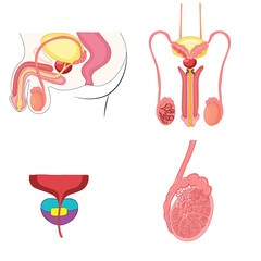 male reproductive system side and front view anatomy vector
