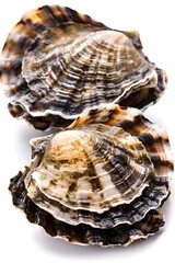 Obraz premium Fresh oysters on a white background