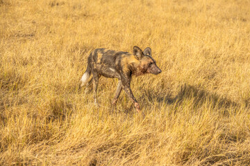 African wild dog, Lycaon pictus, walking in the water. Hunting painted dog with big ears, beautiful wild animal in habitat. Wildlife nature, Moremi, Okavanago delta, Botswana, Africa