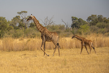 This adult rothschild giraffe (Giraffa camelopardalis rothschildi) is seen walking through open grassland.