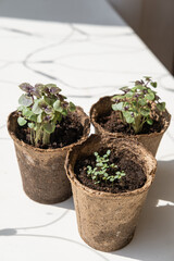 Garden concept: seeds, pots and little instruments like a shovel and rake on white background. Environmental conservation, eco concept