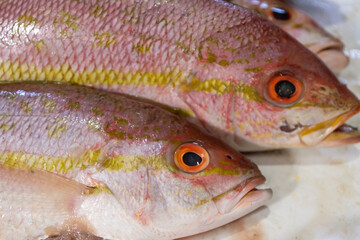 Marine animals in the market. Fresh fish in the market.
