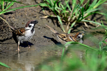 trinkende Feldsperlinge // drinking Tree sparrows (Passer montanus)