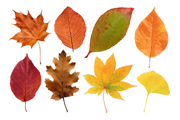 Fototapeta premium PNG Autumn leaf set, transparent background