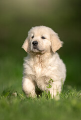 Cucciolo Cane Golden Retriever