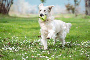 cane bianco che corre © Madalina