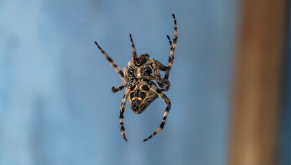 A large hairy spider hangs on a web. Macro of the lower part of the spider