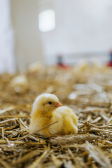 chicken farming, chicks, poultry, broiler farm