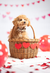 San Valentino cane